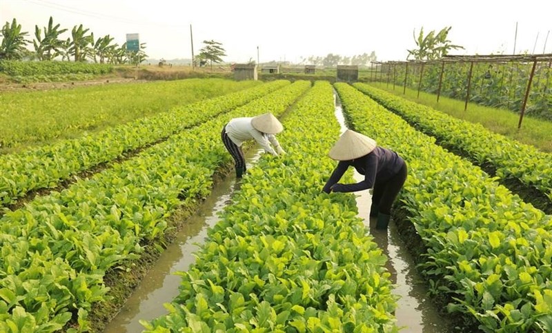 Rủi Ro Pháp Lý, Tài Chính Khi Mua Đất Trồng Cây Hàng Năm