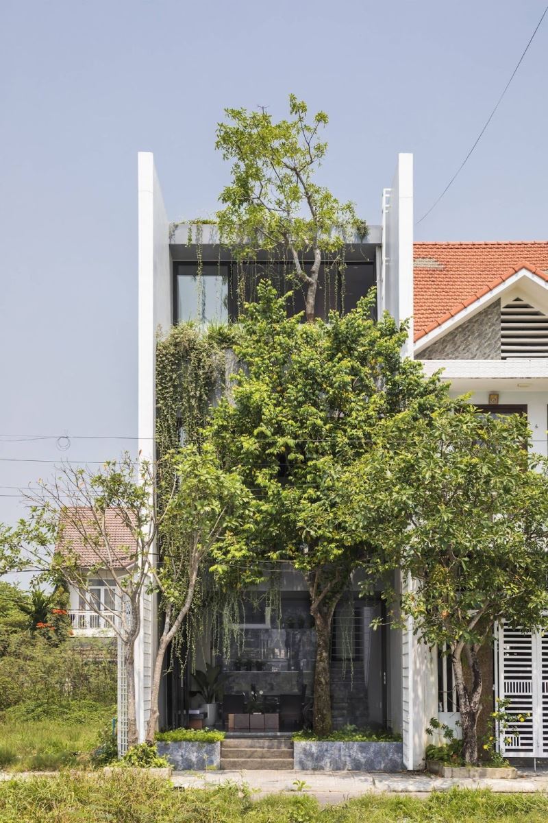 Trồng cây xanh hoá giải sát khí